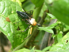 Rhynocoris nitidulus