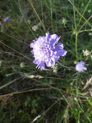 Scabiosa canescens