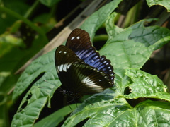 Hypolimnas salmacis salmacis