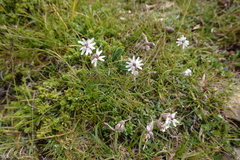 Silene ciliata