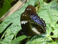 Hypolimnas salmacis salmacis