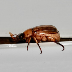 Anomala pallida