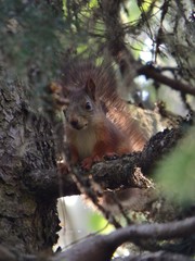 Sciurus vulgaris