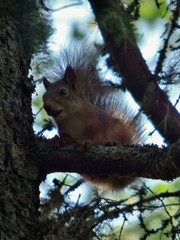 Sciurus vulgaris