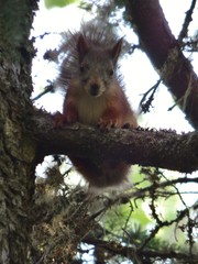 Sciurus vulgaris