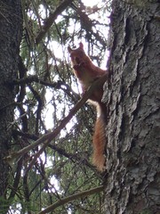 Sciurus vulgaris