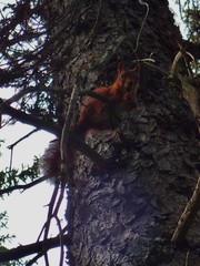 Sciurus vulgaris