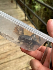 Trichogomphus mongol