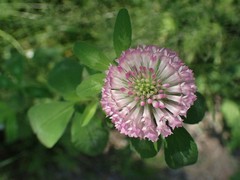Trifolium pratense