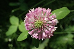 Trifolium pratense