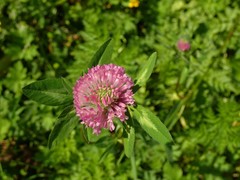 Trifolium pratense