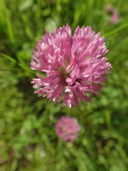 Trifolium pratense