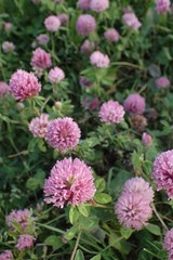 Trifolium pratense