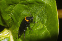 Hemithyrsocera palliata