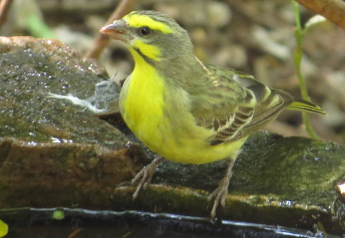 Yellow-fronted Canary