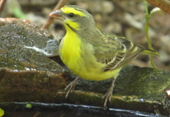 Yellow-Fronted Canary photo 3