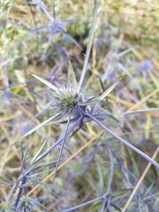Eryngium caeruleum