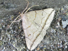 Zanclognatha griselda