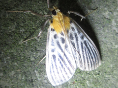 Tyspanodes hypsalis
