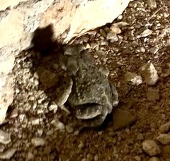Bufotes boulengeri