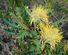 Banksia armata