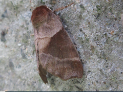 Gonoclostera timoniorum