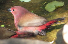 Lagonosticta rhodopareia