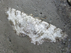 Ophthalmitis albosignaria