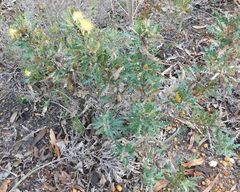 Banksia armata