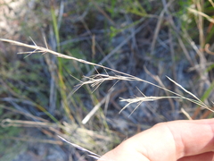 Aristida benthamii benthamii