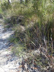 Aristida benthamii benthamii