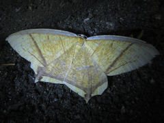 Thinopteryx crocoptera