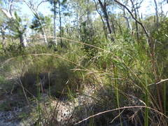Aristida benthamii benthamii