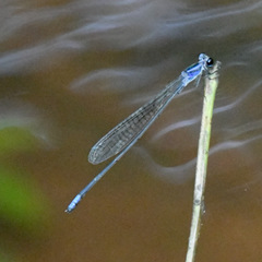 Archibasis viola