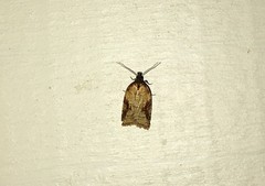 Acleris aspersana