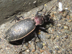 Carabus jankowskii