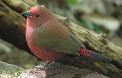 Lagonosticta rhodopareia