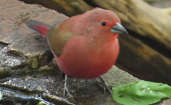 Lagonosticta rhodopareia