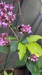 Bombus pascuorum