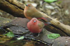 Lagonosticta rhodopareia