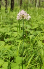 Allium splendens