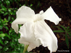 Mandevilla laxa