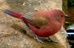 Lagonosticta rhodopareia