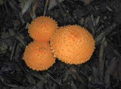 Agaricus trisulphuratus