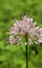 Allium splendens