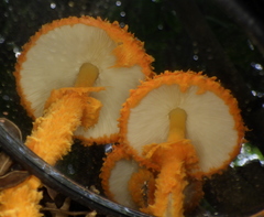 Agaricus trisulphuratus