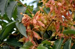 Ailanthus