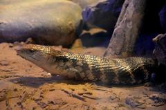 Tiliqua
