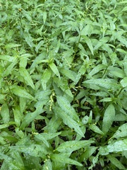 Persicaria hydropiper