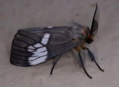 Palasea albimacula